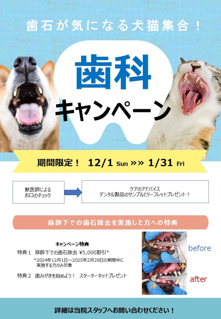 歯科キャンペーンのポスター